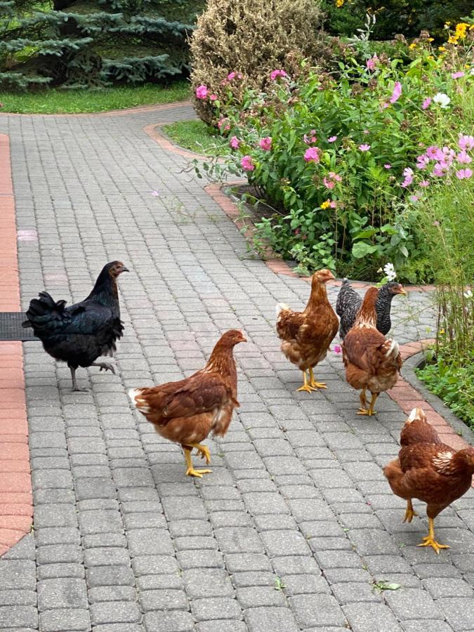 Agroturystyka Pod Podkowa Villa Mrągowo Kültér fotó